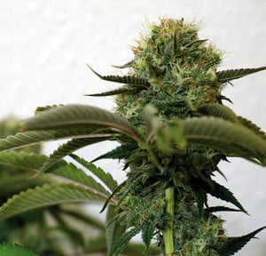 semillas de marihuana autoflorecientes